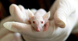 How ancient DNA was used by researchers to recreate a mouse Understanding its implications